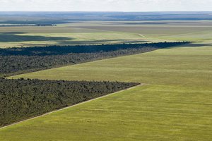 Liminar de Mendonça é derrubada sobre venda de terras para estrangeiro (Foto: Reprodução)