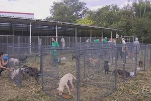 Cães foram resgatados de um canil no início do ano. (Foto: Reprodução/TV Globo)