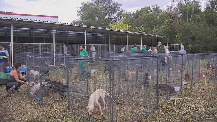 Cães foram resgatados de um canil no início do ano.