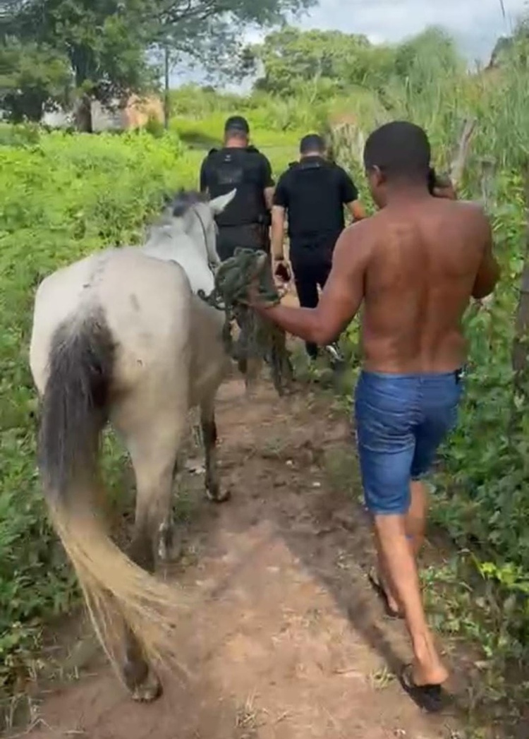 SSP cumpre mandado de busca contra investigados por deixar animais soltos em vias públicas em Floriano